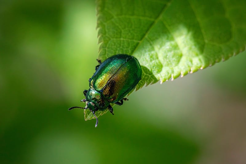 Common Pests