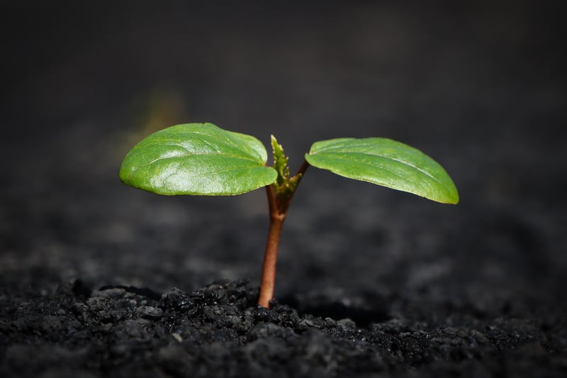 Soil Basics