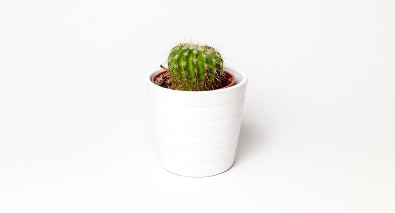 Snake Plant